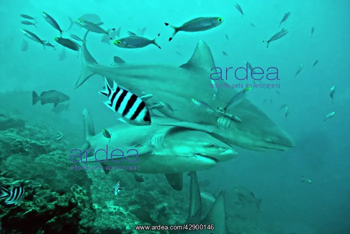 : Bull Sharks - with fisherman's hook and line trailing : Bull Sharks - with fisherman's hook and line trailing