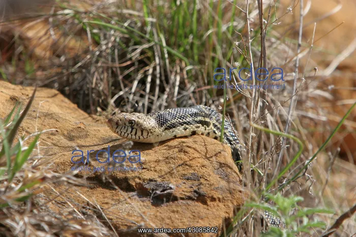 : Bull Snake (Pituophis catenifer sayi) : Bull Snake (Pituophis catenifer sayi)