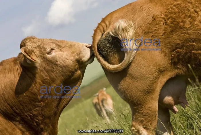 : Bull sniffing the back of a train-Limousine cow : Bull sniffing the back of a train-Limousine cow