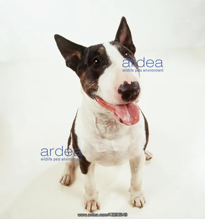 : BULL TERRIER DOG -FACING : BULL TERRIER DOG -FACING