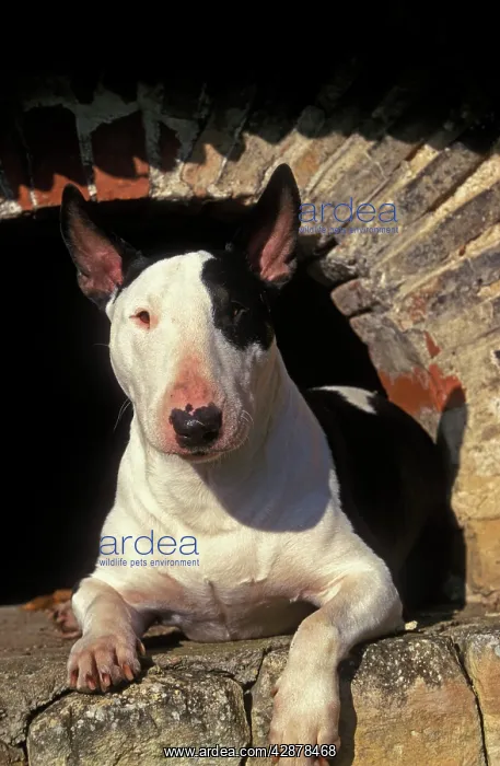  : Bull Terrier Dog - Lying down