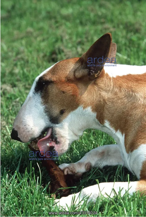: BULL TERRIER - EATS BONE : BULL TERRIER - EATS BONE