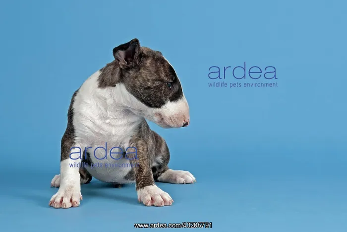 : Bull Terrier puppy, 6 weeks, brindle and white : Bull Terrier puppy, 6 weeks, brindle and white