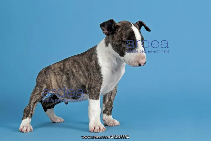 : Bull Terrier puppy, 6 weeks, brindle and white : Bull Terrier puppy, 6 weeks, brindle and white