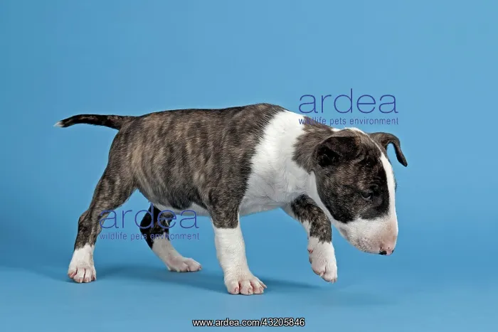 : Bull Terrier puppy, 6 weeks, brindle and white : Bull Terrier puppy, 6 weeks, brindle and white
