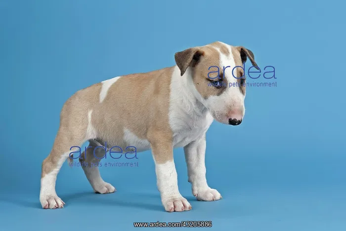 : Bull Terrier puppy, 6 weeks, red and white : Bull Terrier puppy, 6 weeks, red and white