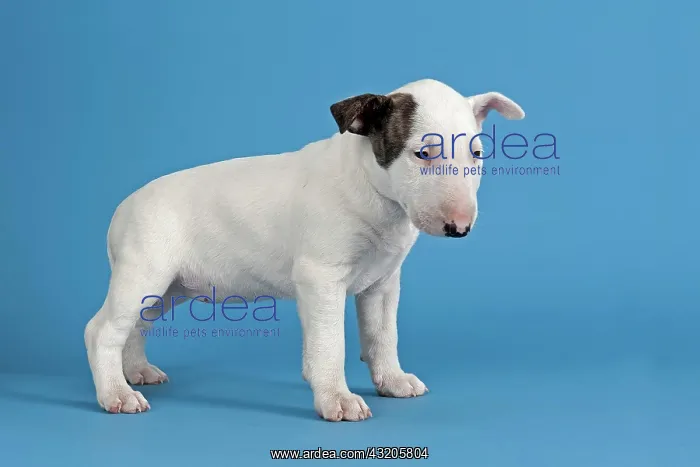 : Bull Terrier puppy, 6 weeks, white with markings : Bull Terrier puppy, 6 weeks, white with markings