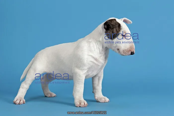  : Bull Terrier puppy, 6 weeks, white with markings