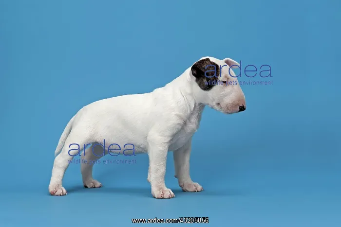 : Bull Terrier puppy, 6 weeks, white with markings : Bull Terrier puppy, 6 weeks, white with markings