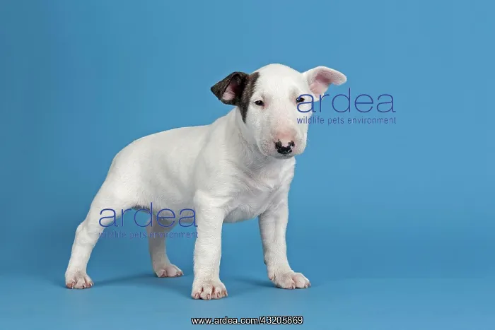 : Bull Terrier puppy, 6 weeks, white with markings : Bull Terrier puppy, 6 weeks, white with markings