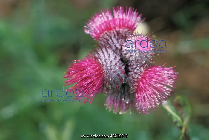 : bull thistle, Cirsium vulgare, wildflowers : bull thistle, Cirsium vulgare, wildflowers