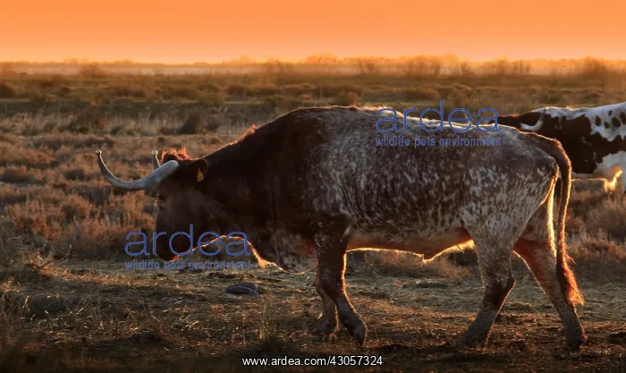 : Bull used to lead the Bulls battle : Bull used to lead the Bulls battle