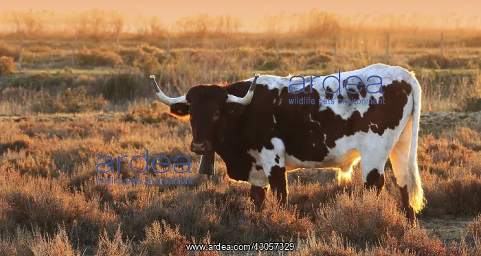 : Bull used to lead the Bulls battle : Bull used to lead the Bulls battle