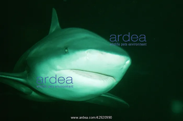 : Bull / Zambezi / Zambesi / Ground / Cub Shark : Bull / Zambezi / Zambesi / Ground / Cub Shark