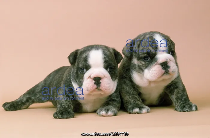  : BULLDOG - 4 WEEK OLD PUPPIES