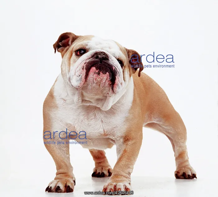  : Bulldog. In studio