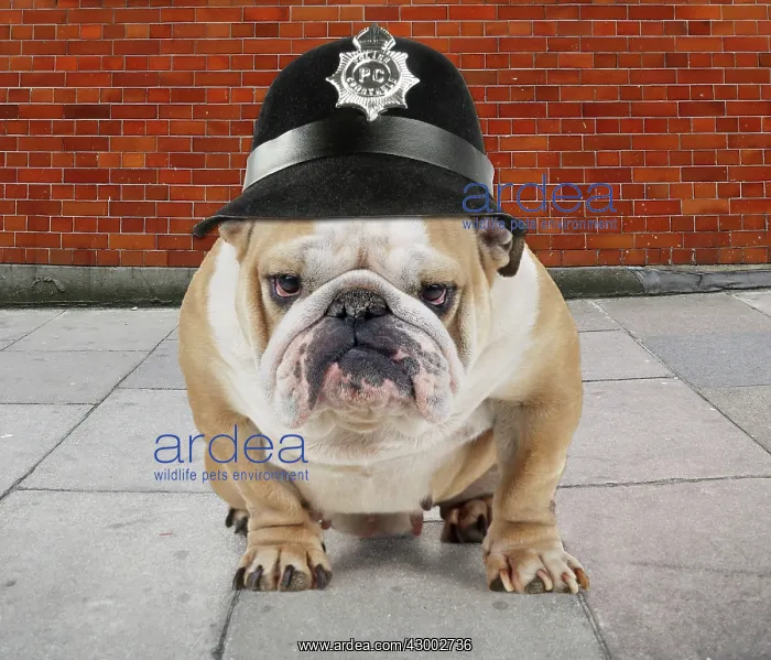 : Bulldog. in Police helmet on street scene : Bulldog. in Police helmet on street scene