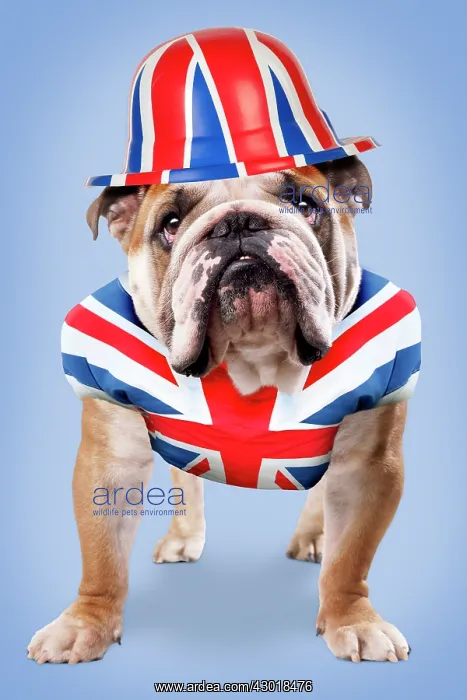 : Bulldog - with union jack bowler hat and t-shirt. Digital Manipulation : Bulldog - with union jack bowler hat and t-shirt. Digital Manipulation
