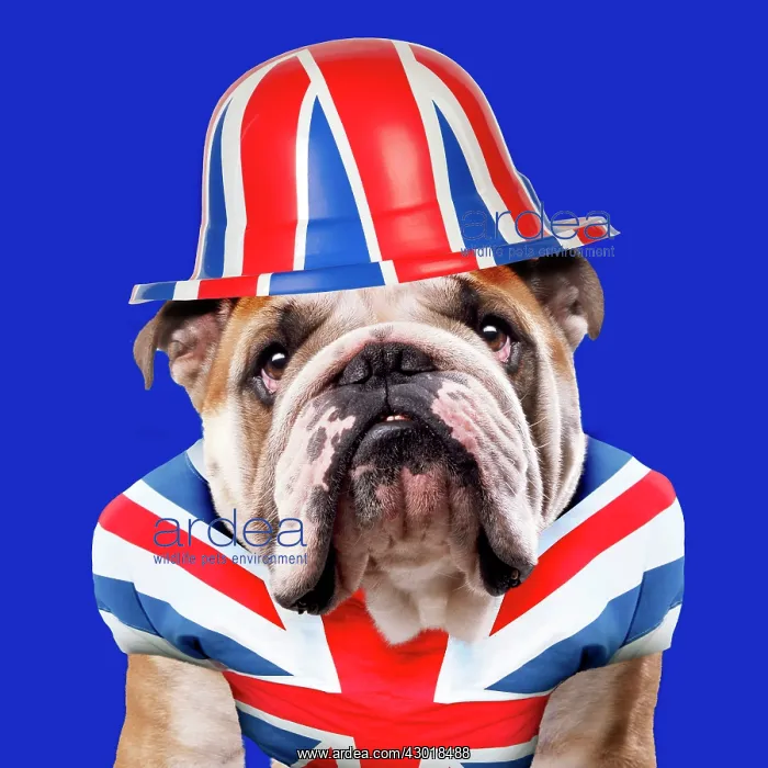  : Bulldog - with union jack hat and t-shirt