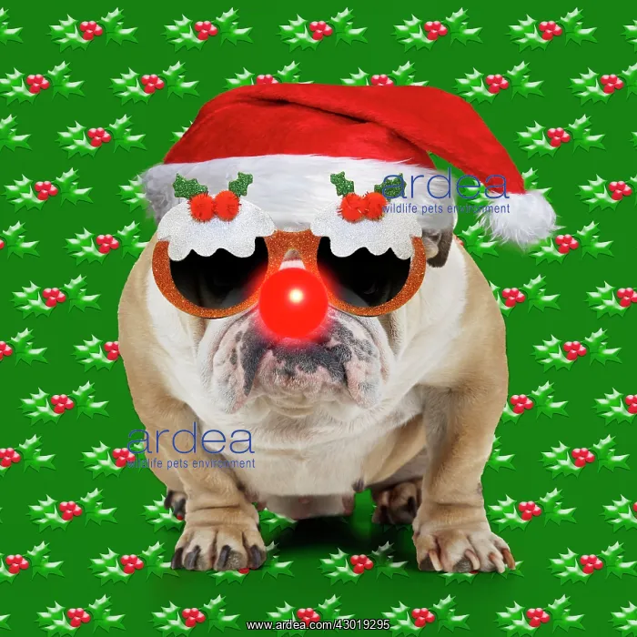 : Bulldog - wearing Chrismas hat Christmas pudding sunglasses : Bulldog - wearing Chrismas hat Christmas pudding sunglasses