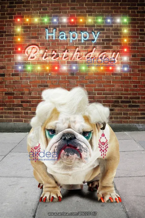  : Bulldog - on street scene with wig earrings and make-up happy birthday