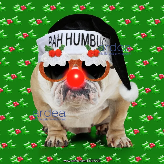 : Bulldog - wearing Chrismas bah humbug hat Christmas pudding sunglasses : Bulldog - wearing Chrismas bah humbug hat Christmas pudding sunglasses