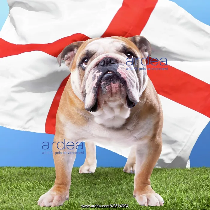 : Bulldog anglais : Bulldog anglais