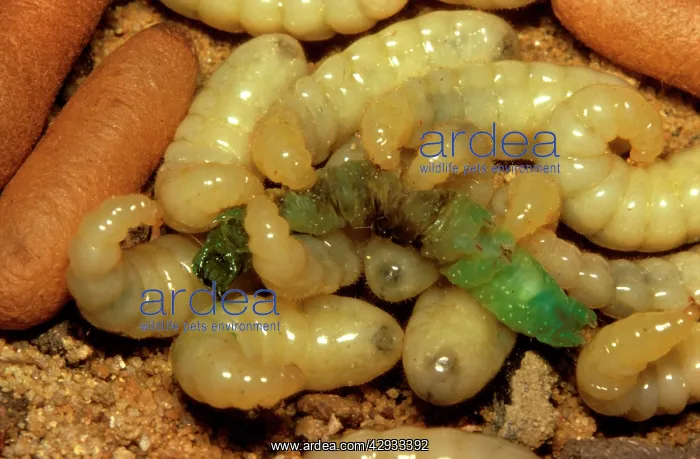 : Bulldog ant - larvae feeding on a caterpillar : Bulldog ant - larvae feeding on a caterpillar