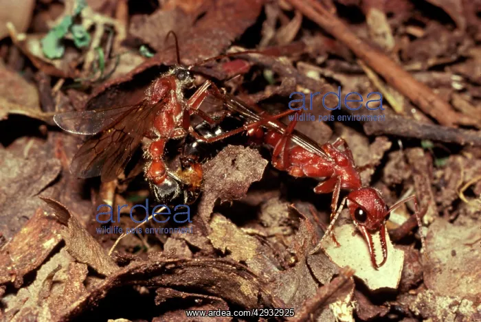 : Bulldog ant - Male and female fall to the ground : Bulldog ant - Male and female fall to the ground