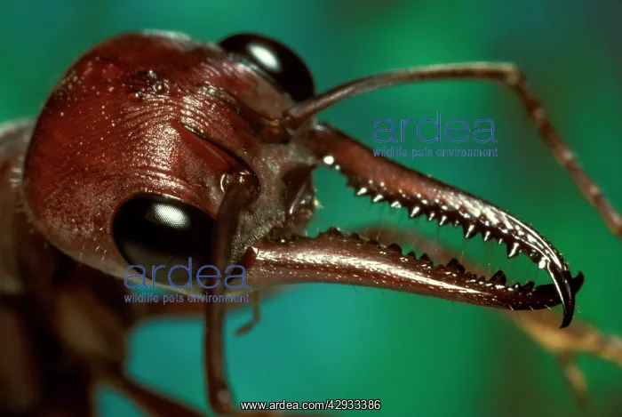  : Bulldog ant - mandibles, used with tenacity to