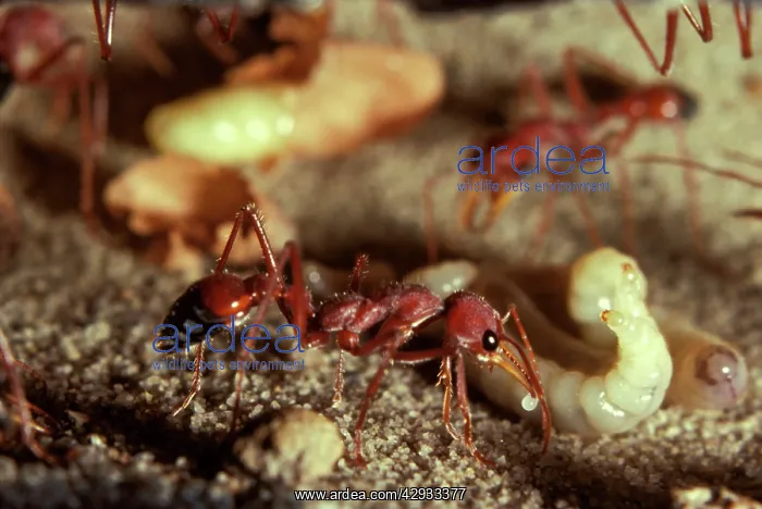: Bulldog ant - offering trophic egg to larva. Trophe : Bulldog ant - offering trophic egg to larva. Trophe
