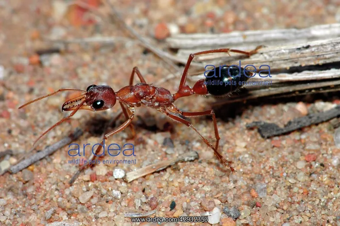 : Bulldog Ant - Probably a queen, hunting on ground : Bulldog Ant - Probably a queen, hunting on ground