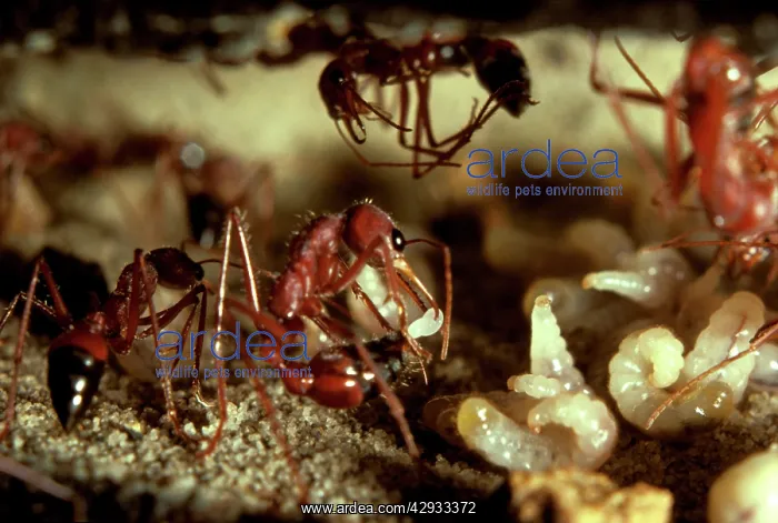 : Bulldog ant - worker laying a trophic egg, produced : Bulldog ant - worker laying a trophic egg, produced