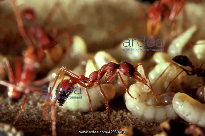 : Bulldog ant - worker in observation nest : Bulldog ant - worker in observation nest