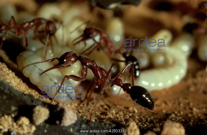 : Bulldog ant - workers attending brood in observation nest : Bulldog ant - workers attending brood in observation nest
