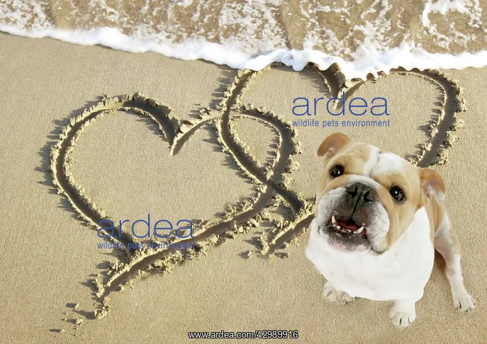 : Bulldog on beach with heart draw in the sand : Bulldog on beach with heart draw in the sand