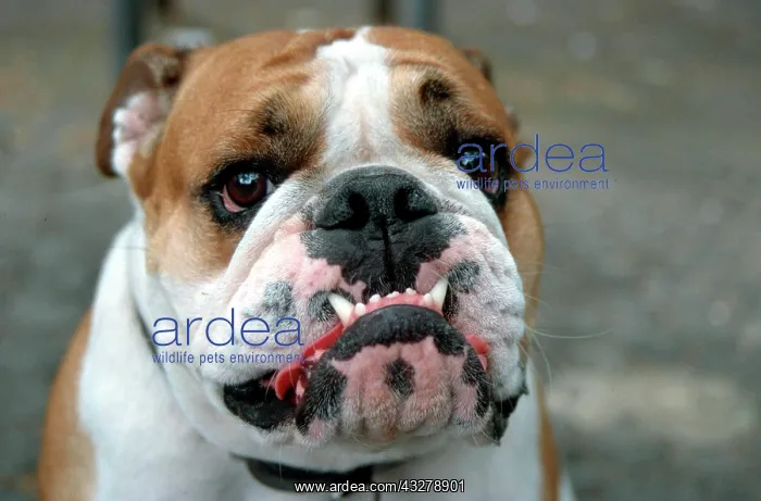 : Bulldog, Berlin, Germany, Europe : Bulldog, Berlin, Germany, Europe