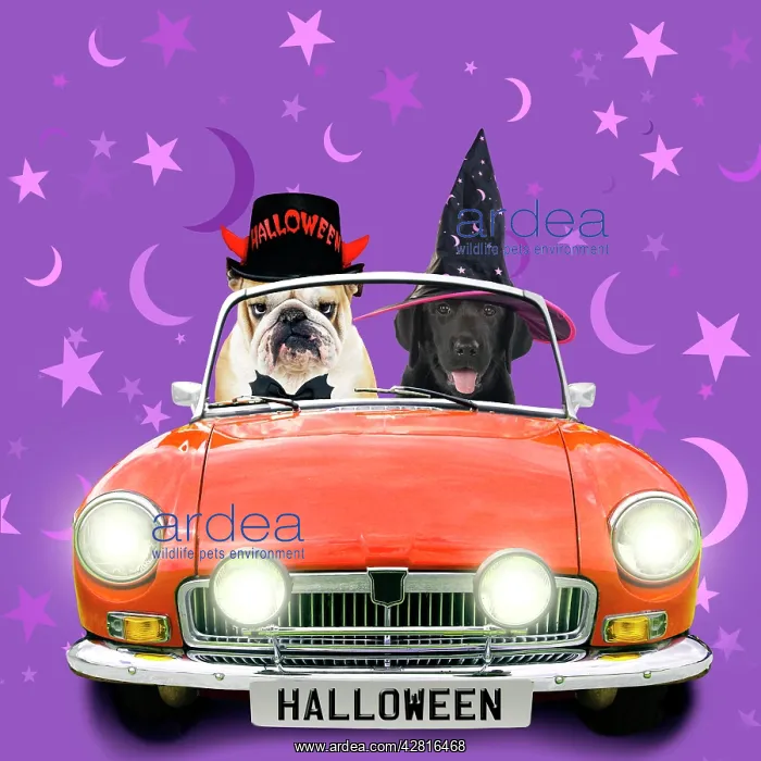 : Bulldog and black labrador puppy driving orange sports car i : Bulldog and black labrador puppy driving orange sports car i