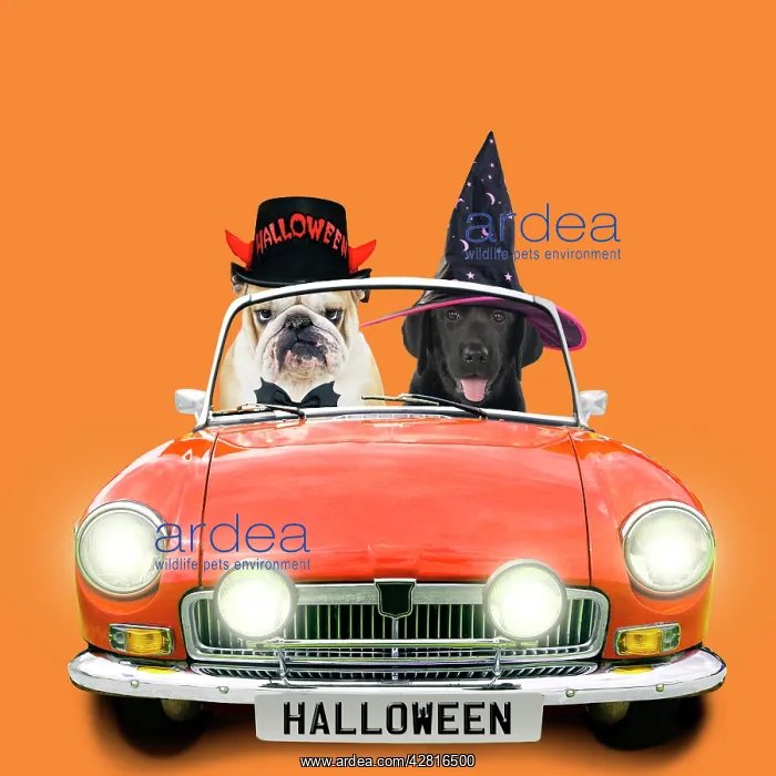: Bulldog and black labrador puppy driving orange sports car i : Bulldog and black labrador puppy driving orange sports car i