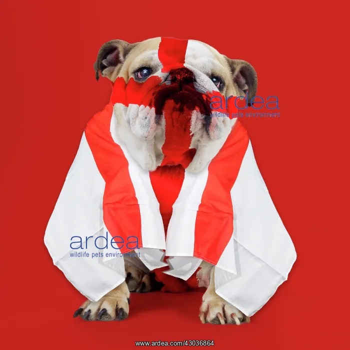 : Bulldog - face painted with St George cross and flag dra : Bulldog - face painted with St George cross and flag dra