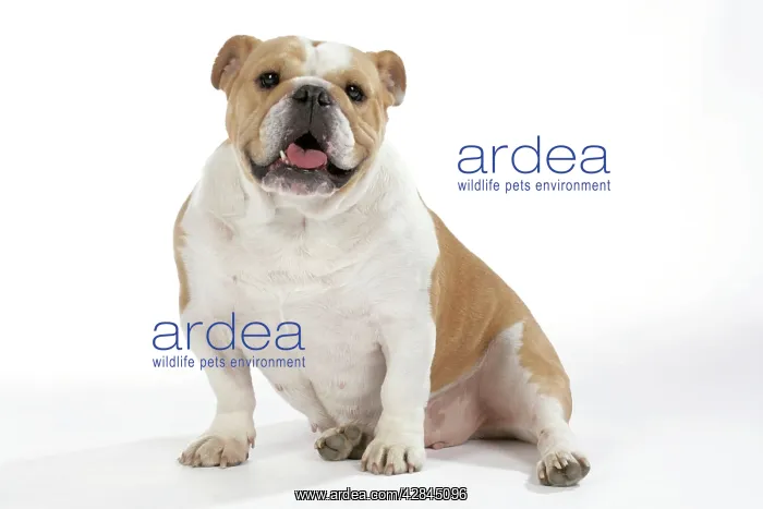  : Bulldog - female