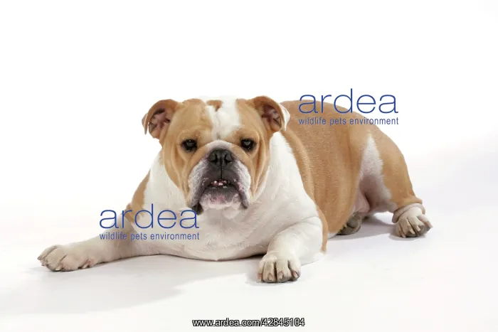  : Bulldog - female