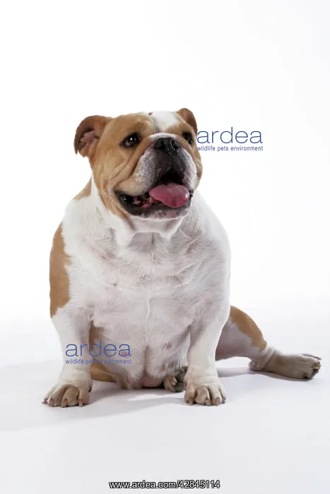  : Bulldog - female