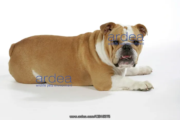  : Bulldog - female, resting