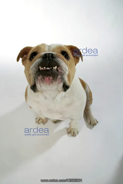  : Bulldog - female sitting down