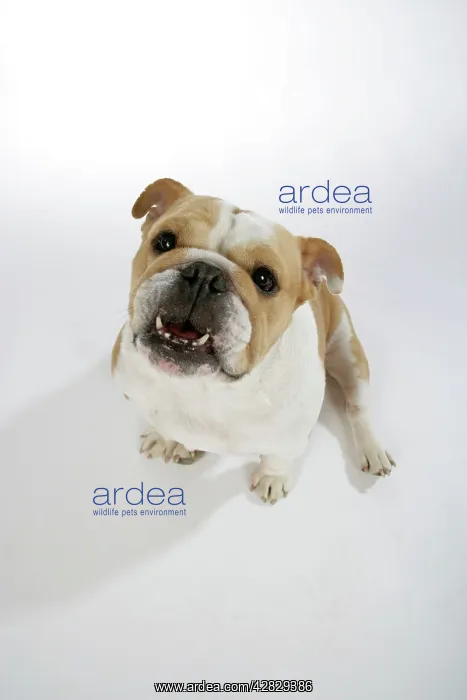  : Bulldog - female sitting down, looking up