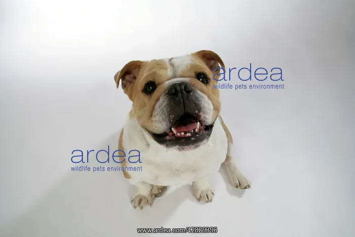  : Bulldog - female sitting down looking up