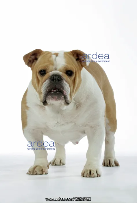  : Bulldog - female standing up