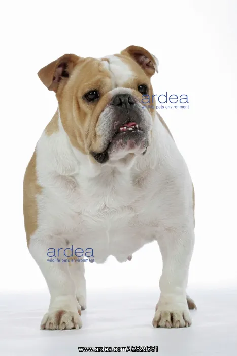  : Bulldog - female standing up