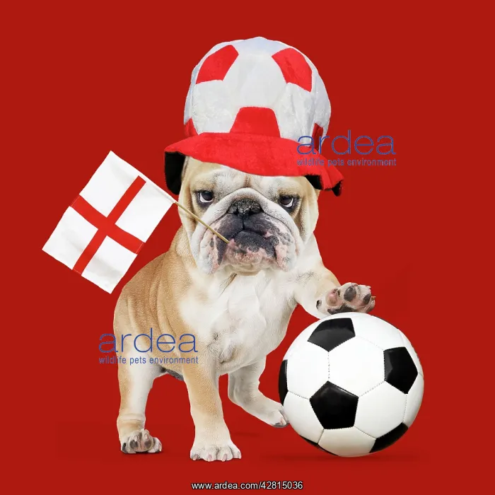  : Bulldog - with football & England flag